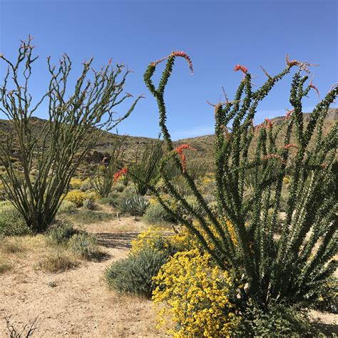 Anza Borrego Wildflowers & Cacti Blooms – Aquarian Soul