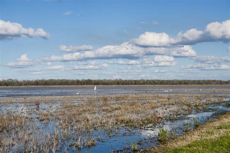 What Makes the Perfect Crawfish Pond? - Acadia Crawfish