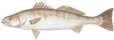 Fish Identification: White Seabass (Atractoscion nobilis)