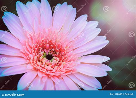 Pink Flowers in the Sunshine Stock Photo - Image of floral, morning: 41670898