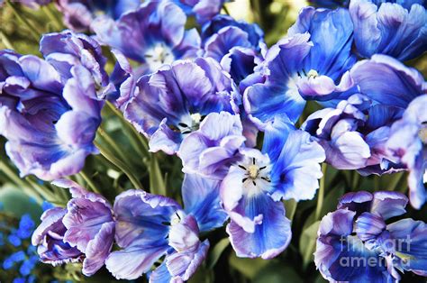 Purple blue tulips blooming abstract Photograph by Arletta Cwalina - Pixels