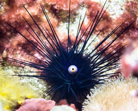 Sea Urchins: Mysterious Creatures of the Sea – Nature Blog Network