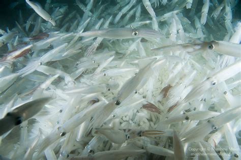 common-squid-mating-eggs-019788.jpg | Matthew Meier Photography