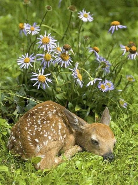 Baby deer sleeping. | Sleeping animals, Sleepy animals, Animals wild