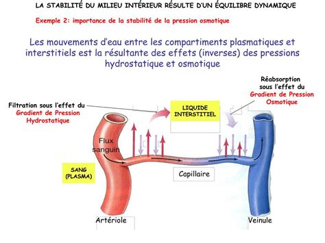 PPT - LE MILIEU INTÉRIEUR EST L’ENVIRONNEMENT INTERNE AQUEUX AU CONTACT ...