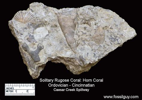 Fossil Identification of Caesar Creek - Ordovician