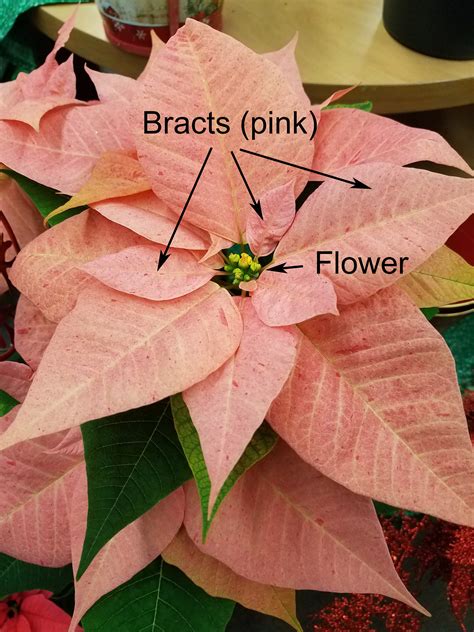 Growing and caring for poinsettia | UMN Extension