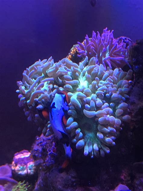 Does my Duncan coral look healthy? | REEF2REEF Saltwater and Reef ...