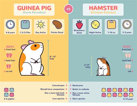 Diy Guinea Pig Cage, Guinea Pig Food, Pet Guinea Pigs, Guinea Pig Care, Guinea Pig House ...