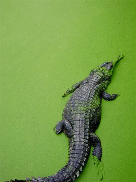 crocodile green | At the crocodile farm, Bangkok, Thailand | Kasi Metcalfe | Flickr