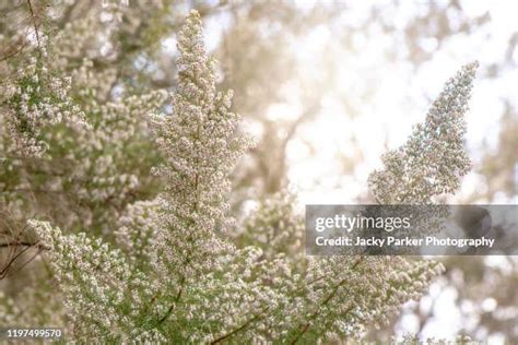 22 Briar Root Stock Photos, High-Res Pictures, and Images - Getty Images