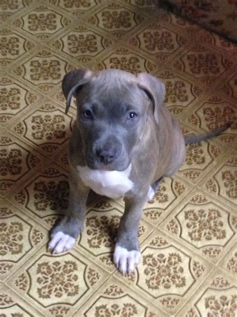 Blue Nose Brindle Pitbull - InfoRekomendasi.com