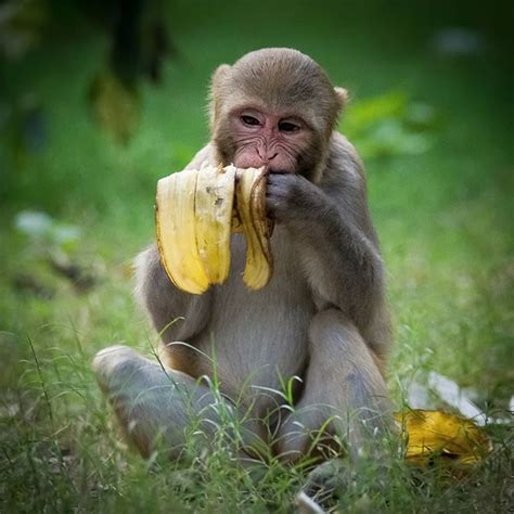 A baby Monkey eating Banana from the Trash 🐒 | Baby monkey, Monkey, Eating bananas