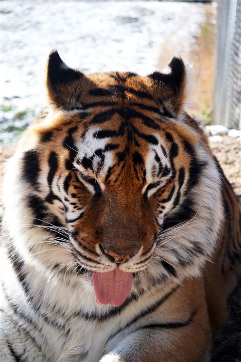 Penny at Cedarhill Animal Sanctuary | Animal sanctuary, Small wild cats, Animals