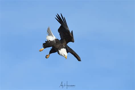 CAMERA SETTINGS FOR BALD EAGLE PHOTOGRAPHY - LESSON #3 OF 5 - AJ ...