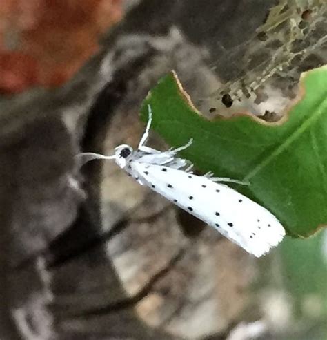 Ermine moth - PEST CONTROL CANADA