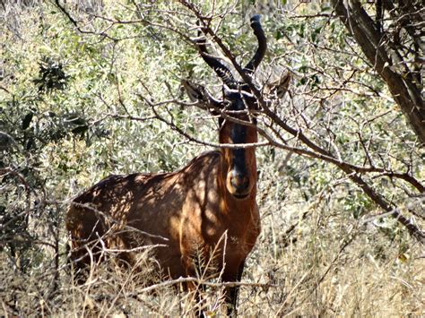 Hartebees at Okonjima - Photo by Rick Hildenbrand | Photo, Safari, Namibia