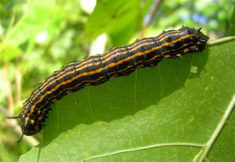 Yellow Caterpillar With Two Black Stripes at Jacqualine Barney blog