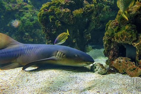 Nurse shark eating Photograph by Benny Marty - Fine Art America