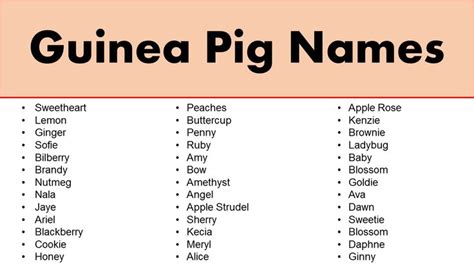 Good Guinea Pig Names – Female Guinea Pig Names | Female guinea pigs, Guinea pigs, Cute guinea pigs