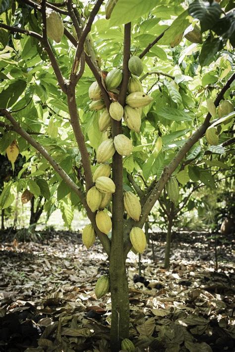 Cacao tree with cacao pods in a organic farm. 8621900 Stock Photo at ...