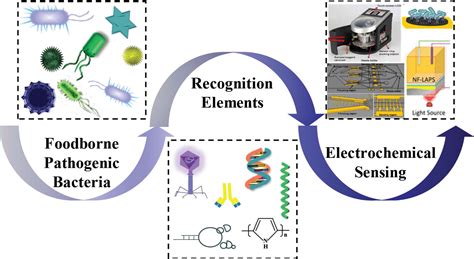 Perspectives for Recognition and Rapid Detection of Foodborne Pathogenic Bacteria Based on ...