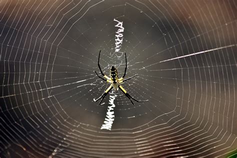 Argiope Spider And Web Free Stock Photo - Public Domain Pictures