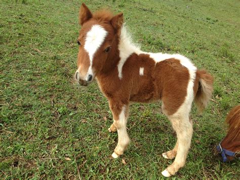 Tiny Miniature Horse Foal 'Nina'