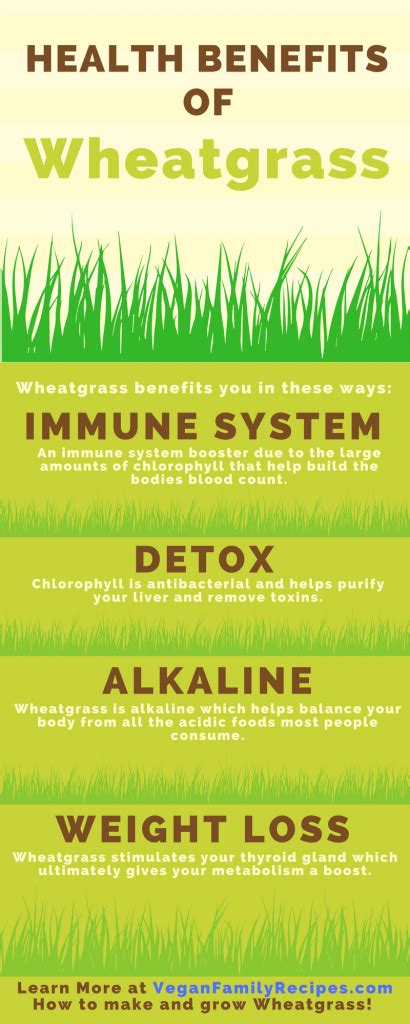 Wheatgrass Juice - How to make & grow, benefits, side effects