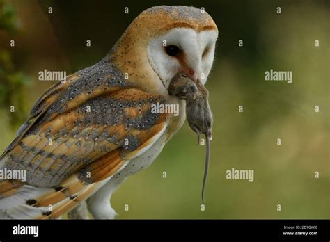 Face to face with Barn Owl Stock Photo - Alamy