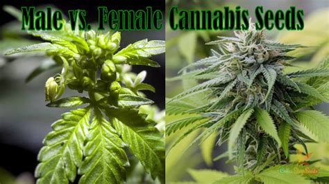 Male vs. Female Cannabis Seeds - Coffee Shop Seeds | Cannabis Blog