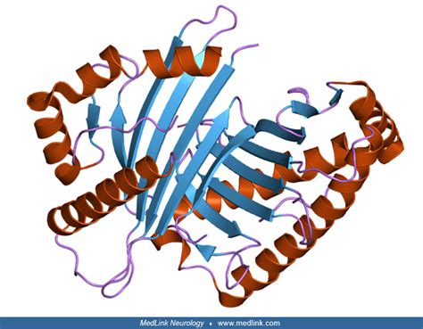 Alpha-ketoglutarate dehydrogenase deficiency | MedLink Neurology