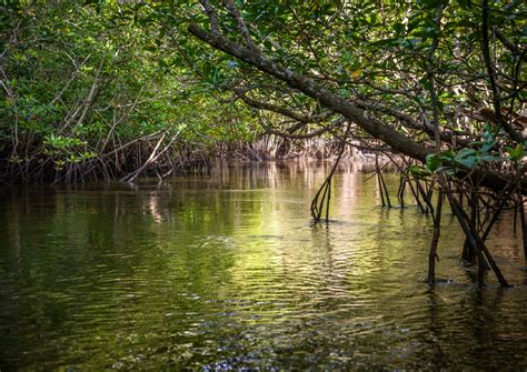 Climate Change | Everglades Foundation | United States