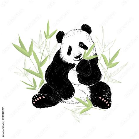 Cute panda bear eating bamboo leaves. Vector illustration isolated on ...