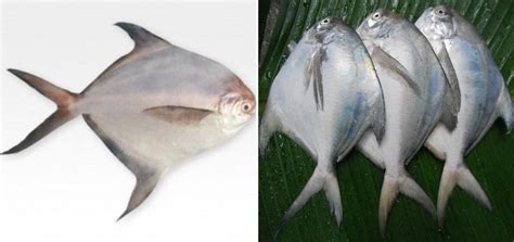 Pomfret Fish Farming, Types of Pomfrets - a Full Guide | Agri Farming