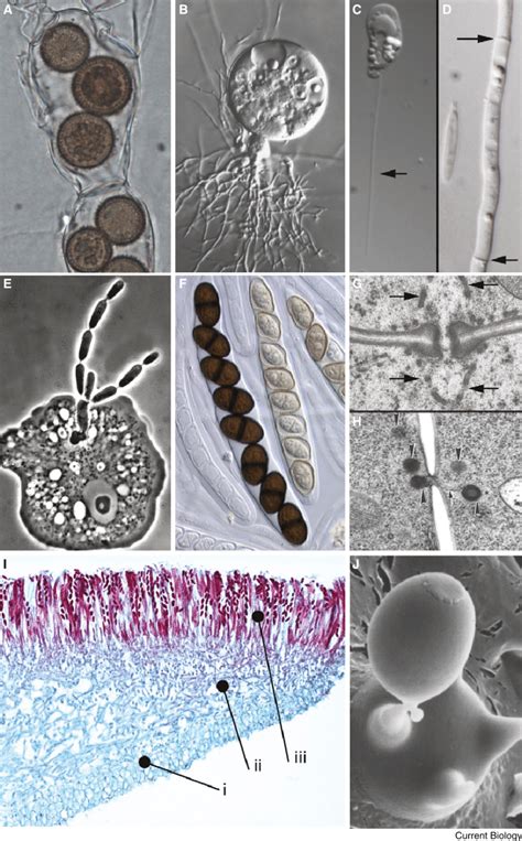 Cellular structures of unicellular and multicellular fungi. (A) Rozella... | Download Scientific ...