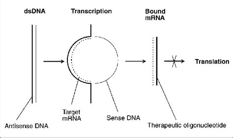 Antisense RNA. Antisense oligonucleotides bind the target to the... | Download Scientific Diagram