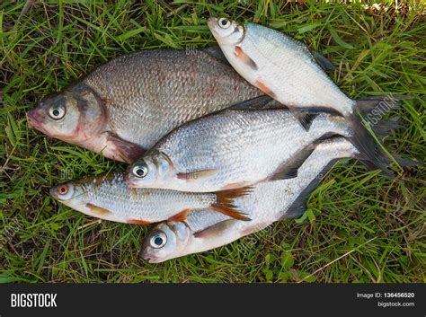 Several Common Bream Image & Photo (Free Trial) | Bigstock