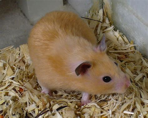 Hamster - Golden Hamster Info - Photo 4