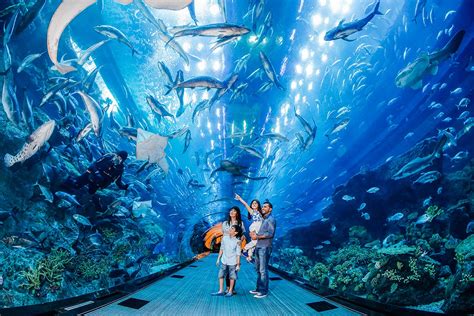 Dubai Aquarium & Underwater Zoo - Rediscover the Marine Life at Dubai Mall