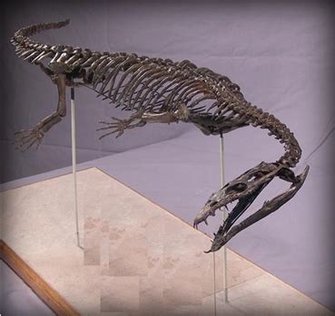 Nothosaurus sp. | The Palm Beach Museum of Natural History