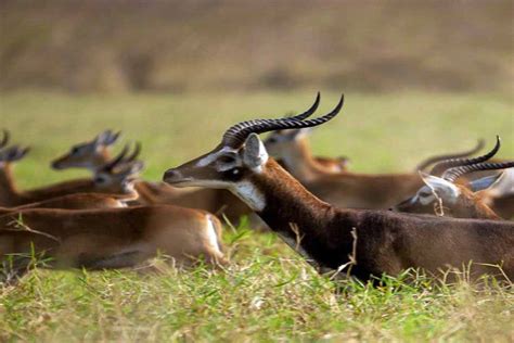 Gambela National Park | Worqamba Ethiopian Holidays