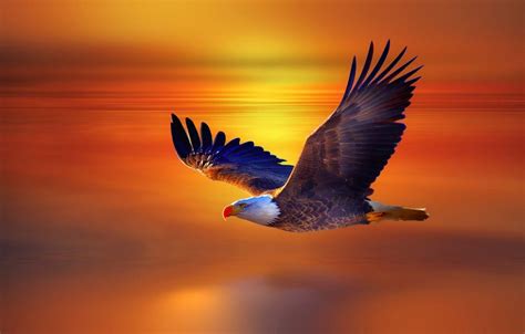 Sunset Eagle Wallpapers - Top Free Sunset Eagle Backgrounds - WallpaperAccess