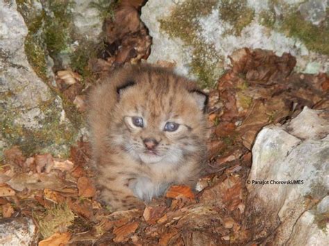 Endangered Balkan Lynx Kitten Photographed for the First Time in a Decade — Smithsonian Magazine ...