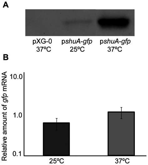 A) A Western blot analysis was performed with monoclonal anti-Gfp ...