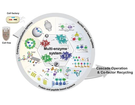 Organizing Multi-Enzyme Systems into Programmable Materials for ...