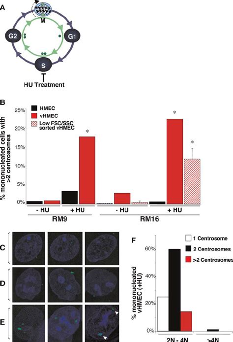 Centrosome Duplication Is Uncoupled from DNA Replication in vHMECs (A)... | Download Scientific ...