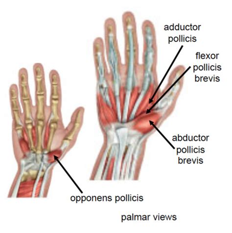 muscles of the hand Flashcards | Quizlet