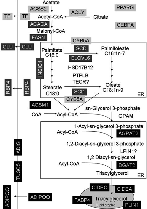 The proposed fatty acid (FA) and triacylglyceride (TAG) synthesis and... | Download Scientific ...