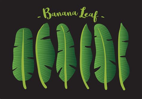 Clip art banana leaf